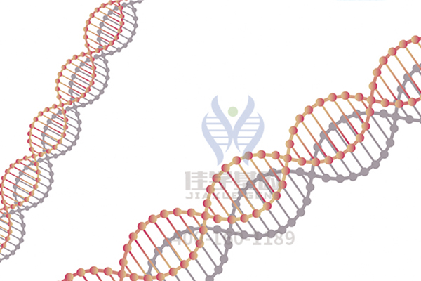 【佳学基因案例】甲基丙二酸血症基因检测、基因解码